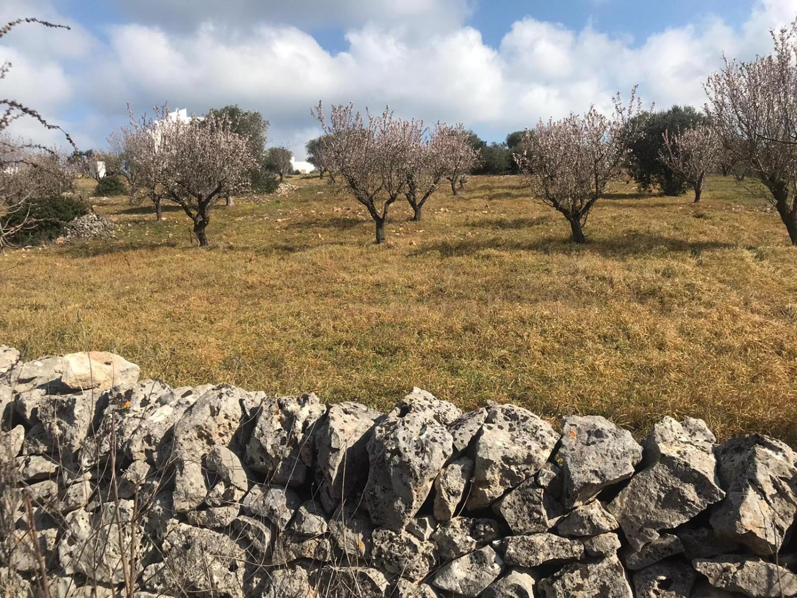 Piccolo Trullo Ostunese Le Jardin De Sophie' ออสตูนี ภายนอก รูปภาพ