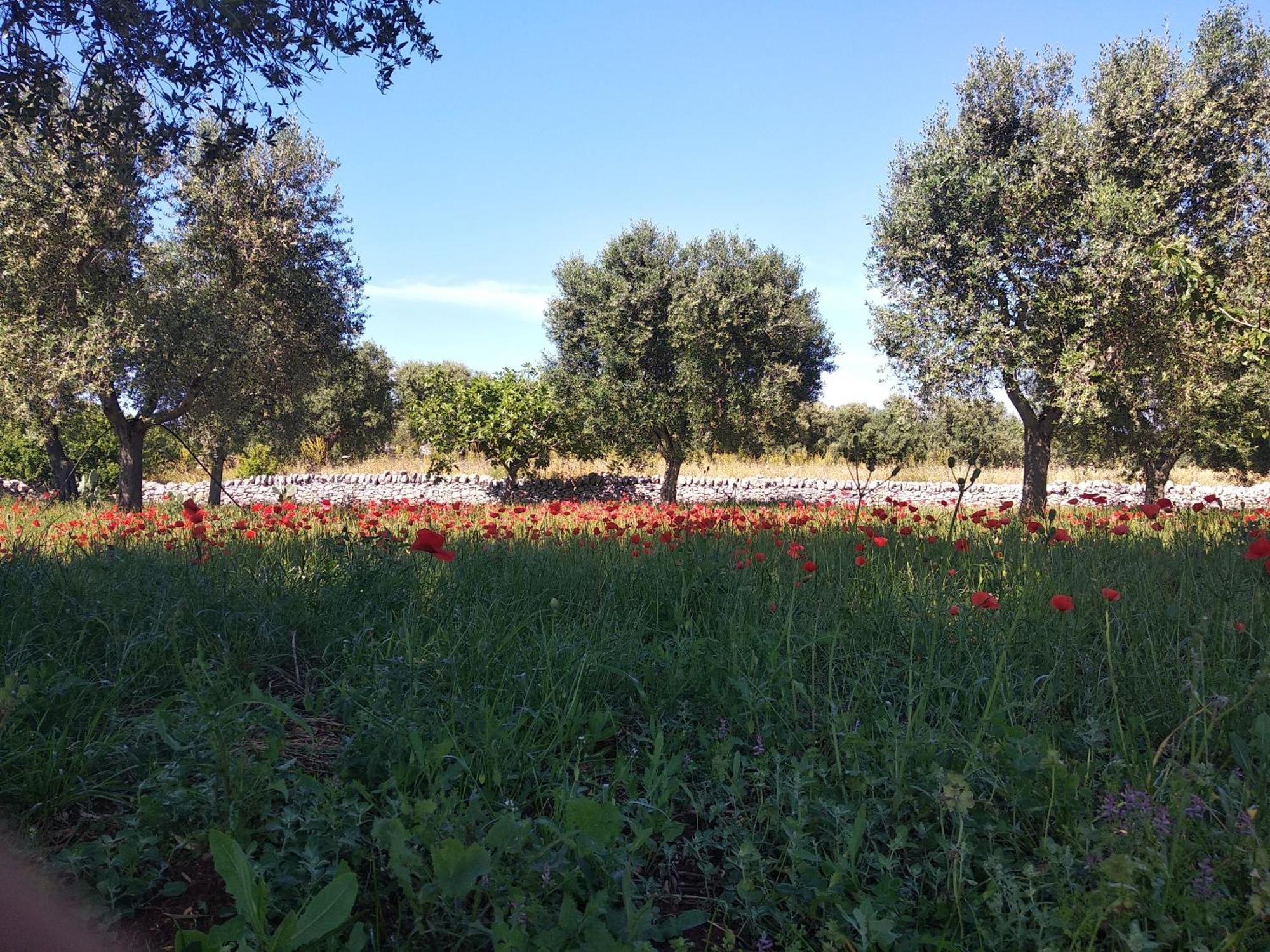 Piccolo Trullo Ostunese Le Jardin De Sophie' ออสตูนี ภายนอก รูปภาพ